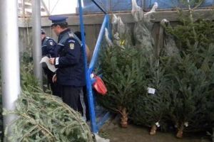 Bărbat din Alba prins cu 155 de brazi de Crăciun cu documente falsificate, pe care încerca să-i vândă în judeţul Arad