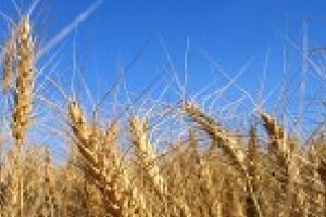 Consiliul Judeţean Timiş a stabilit preţurile medii ale produselor agricole pentru anul 2019