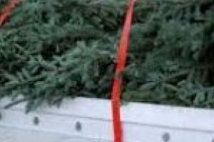 Brazi vanduti la “negru”