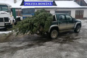 Peste o sută de brazi, tăiaţi ilegal pentru a deveni pomi de Crăciun. A început şi sezonul petardelor