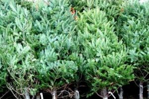 99 de pomi de Crăciun confiscaţi de poliţiştii mureşeni