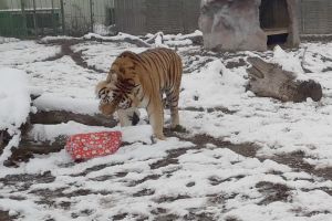 Zi festivă la Grădina Zoologică din Oradea: Au şi animalele Crăciunul lor (FOTO)