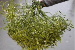 Vâscul şi semnificaţiile sale: de la vechii greci, la vikingi şi până la indienii din America de Nord