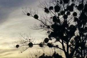 Legenda care a cucerit milioane de români. NOROCUL ŞI SPORUL CASEI, în prim-plan. News alert