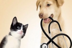 Un consilier al CNCAN, prins în flagrant cu mită la Oradea: Venit în inspecţie la un cabinet veterinar, Dorin Bodnar a cerut şpagă ca să nu dea amendă