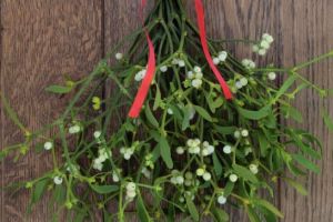 Magia VÂSCULUI. Legenda plantei magice. De unde vine obiceiul sărutului sub vâsc