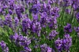 MIRACOLUL din natură. Planta SACRĂ cu puteri TĂMĂDUITOARE. Poate VINDECA 5 boli grave