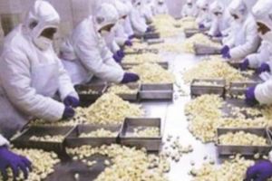 Daea RESCRIE ISTORIA AGRICULTURII din România. După roşii, a venit rândul... News alert