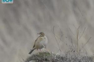 Specie siberiana de pasare, fotografiata pentru prima oara in Dobrogea