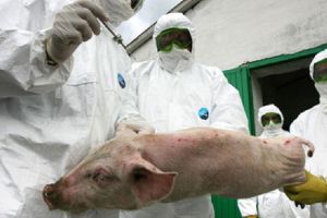 Anul 2018 – Apocalipsa porcilor în România
