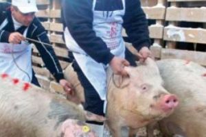 Efectele pestei porcine se resimt înainte de Craciun: Carnea de porc este mai ieftină în zonele afectate de epidemie