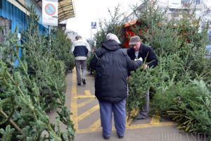 O brad frumos!  Poliţia a confiscat peste 9.500 de brazi de Crăciun tăiaţi ilegal
