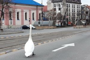 O lebădă pornită la 