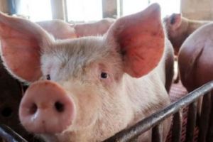 Pesta porcină loveşte Japonia