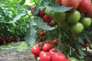 Programul de susţinere a tomatelor româneşti, şi în 2019. Ce sumă uriaşă alocă Statul producătorilor agricoli implicaţi în proiect 