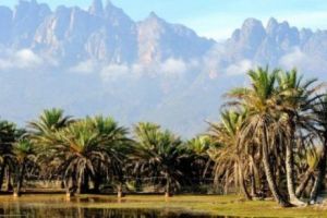 Exotica SOCOTRA. Insula copacului CASTRAVETE şi a arborelui UMBRELĂ