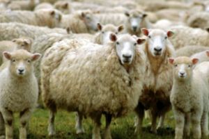 Schimbări legislative pentru crescătorii de ovine şi caprine
