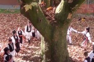 Un arbore vechi de sute de ani, care are peste 20 de metri înălţime, a devenit simbol al unui oraş important din Apuseni