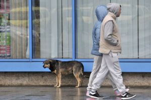 Sfaturi pentru proprietarii de câini în perioada Sărbătorilor de sfârşit de an