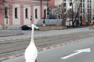 O LEBĂDĂ s-a plimbat prin ORADEA ca la ea pe lac
