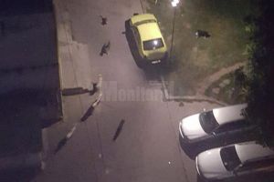 Reducere semnificativă a numărului câinilor vagabonzi de pe străzile Sucevei