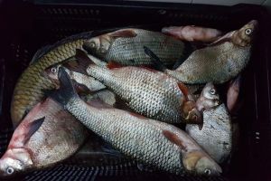 Braconieri depistaţi la Racoviţa – Au prins 60 de kilograme de peşte