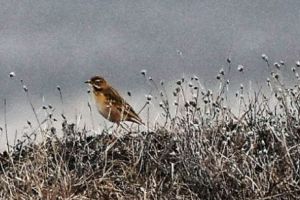 Fâsa lui Richard, SPECIE SIBERIANĂ de PASĂRE, descoperită în DOBROGEA