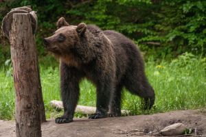 Ce spune Comisia Europeană despre situaţia urşilor din Harghita