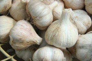 Proiect al Ministerului Agriculturii: Sprijin financiar de 1.000 de euro/ha pentru cultivatorii de usturoi, din 2019