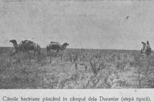 #citesteDobrogea: Apare silueta ciudata a camilelor bactriane, ce aminteste de imaginea reptilelor mezozoice“. Lucrari din Biblioteca Virtuala ZIUA de Constanta 