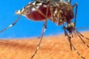 O braileanca de 62 de ani a fost depistata cu virusul West Nile care a cauzat 7 decese la nivel national