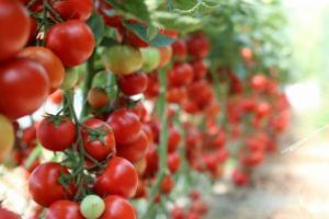 Sprijin pentru  cultivarea de tomate în spaţii protejate şi în 2019