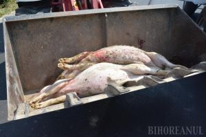Pesta porcină africană se extinde în Bihor: numărul focarelor confirmate în judeţ a ajuns la 51