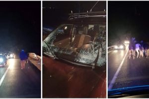 Pericol public pe şosea: cai şi stăpânii lor loviţi de maşini în timp ce mergeau pe şosea, în Timiş
