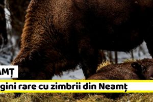 Neamţ: Imagini rare cu zimbrii din Neamţ (FOTO)