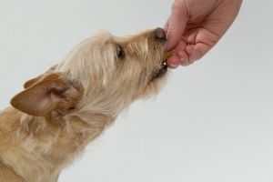 Gest impresionant al unei fetiţe: cu banii strânşi de Crăciun a cumpărat mâncare pentru câinii fără stăpân