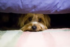 Zgomot puternic de la artificii şi petarde. Ce trebuie să facem cu animalele de companie în această perioadă