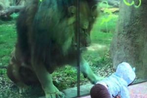 DRAMĂ la GRĂDINA ZOOLOGICĂ. A fost ucisă de un LEU