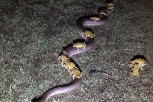 CIUDĂȚENIE a naturii! Ce a găsit un fermier din Australia pe spatele unui şarpe