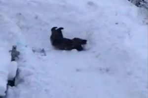 Un urs a fost filmat la Predeal, în timp ce se juca în zăpadă (Video)