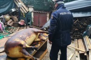 Patru români din Italia riscă închisoarea pentru că au tăiat porcul în curte (FOTO)