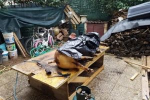 FOTO. Patru români din Italia riscă închisoarea după ce au tăiat porcul în curte