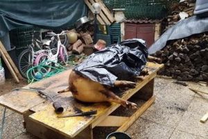 Patru români riscă închisoare plus o amendă de 150.000 de euro, după ce au tăiat în mod tradiţional un porc, în Italia. Au fost denunţaţi de vecini, pentru cruzime faţă de animale