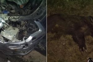 FOTO: Accident rutier pe DN1, în apropiere de Lancrăm, provocat de un porc mistreţ care a ieşit în faţa unei maşini