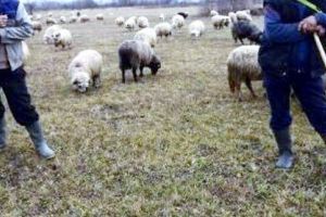 Femeie batjocorită de un cioban, de Anul Nou