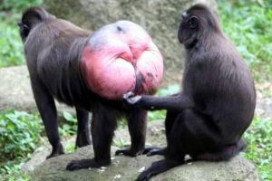 Cupidon în lumea animalelor: 7 ritualuri de împerechere fascinante