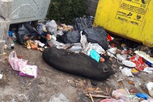 Anchetă a autorităţilor după descoperirea unui porc mort, aruncat la gunoi