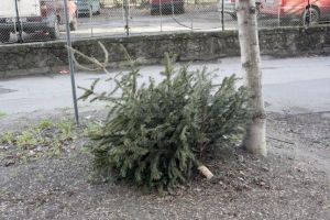 Unde puteţi arunca bradul de Crăciun la Timişoara