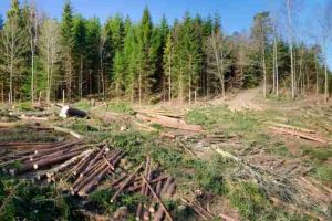 ”Lupul, paznic la stână”: Romsilva, Ocolul Sebeş şi Direcţia Silvică Alba obligate să plătească despăgubiri de peste 100.000 de lei pentru exploatarea fără drept a masei lemnoase în zona Munţilor Şureanu