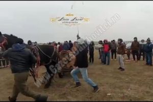 DÂMBOVIȚA: Cai bătuţi pentru prestigiul stăpânilor, în cadrul unui concurs de Bobotează  (VIDEO)